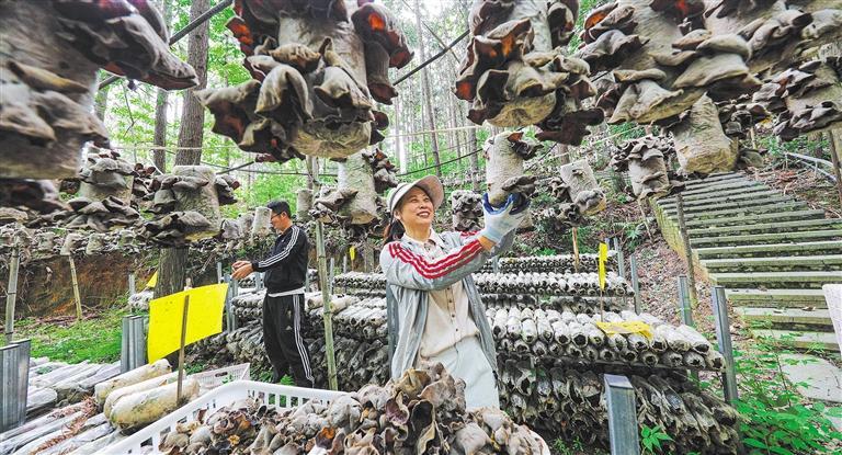 发展产业调研】林下生金冰球突破技巧【高质量(图3)